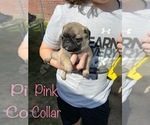 Small Photo #2 Pug Puppy For Sale in SUMTER, SC, USA