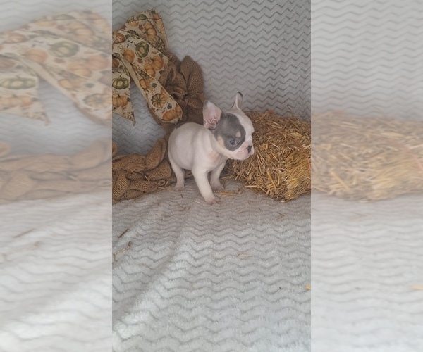 Medium Photo #3 French Bulldog Puppy For Sale in JASONVILLE, IN, USA