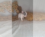Bingo - Male French Bulldog Puppy for Sale - Photo #3