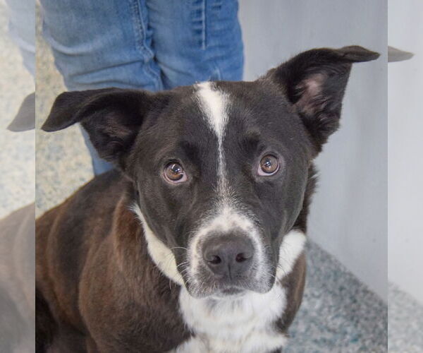 Medium Photo #1 Border Collie-Unknown Mix Puppy For Sale in Huntley, IL, USA