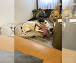 Small #3 Lab-Pointer