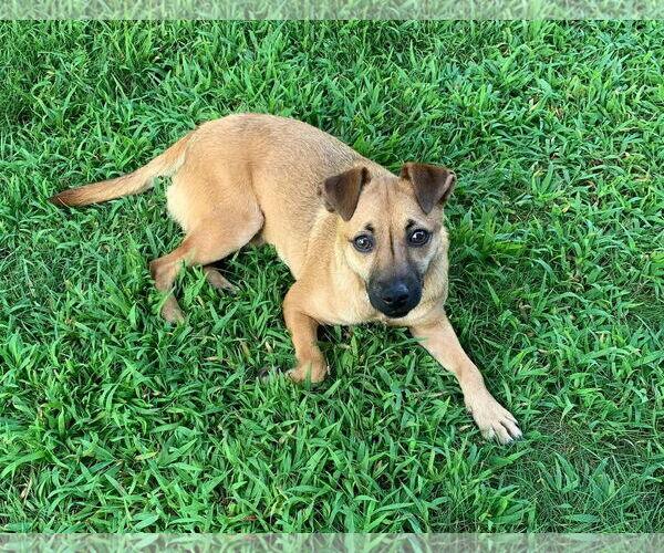 Medium Photo #4 Chihuahua-Unknown Mix Puppy For Sale in Minneapolis, MN, USA