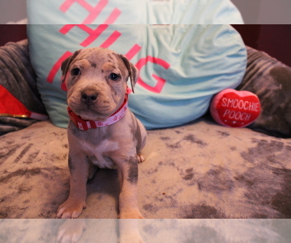 Medium Photo #6 American Bully Puppy For Sale in NORWALK, CT, USA