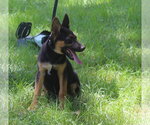 Small #2 German Shepherd Dog
