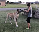 Small Photo #1 Great Dane Puppy For Sale in ENID, OK, USA