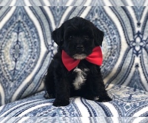 Shih-Poo Puppy for sale in LAKELAND, FL, USA