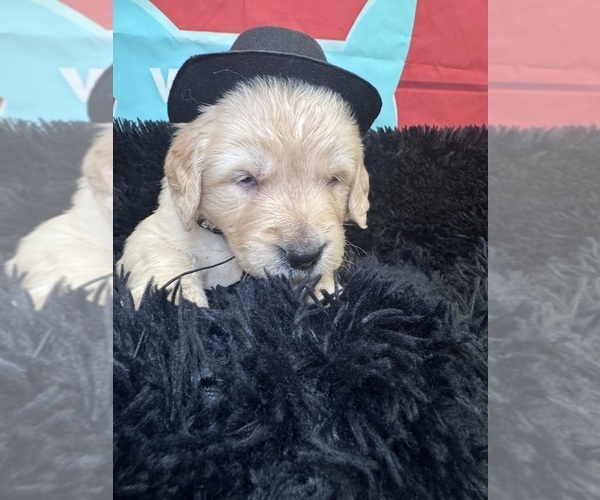 Medium Photo #18 Golden Retriever Puppy For Sale in ORLANDO, FL, USA