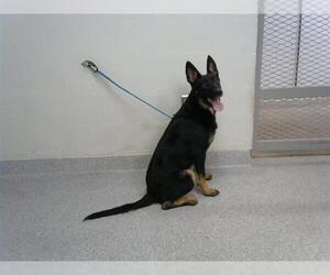 German Shepherd Dog Dogs for adoption in Pasadena, TX, USA