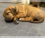 Puppy Maple Rhodesian Ridgeback