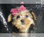 Puppy Baby Doll Yorkshire Terrier