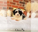 Small #4 Maltipoo