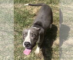 Small #3 American Pit Bull Terrier Mix