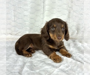 Dachshund Puppy for sale in FRANKLIN, IN, USA