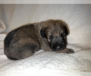 Shepadoodle Puppy for Sale in KYLE, Texas USA