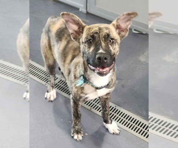 Medium Photo #5 Catahoula Leopard Dog Puppy For Sale in Walnutport, PA, USA