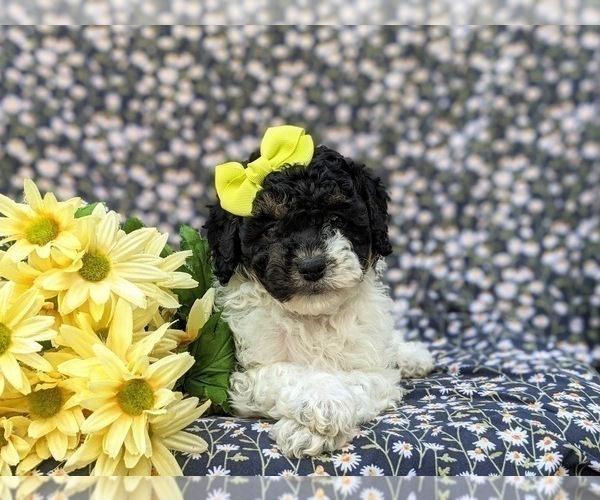Medium Photo #6 Poodle (Miniature) Puppy For Sale in NOTTINGHAM, PA, USA