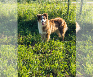 Australian Shepherd Puppy for sale in UNIONVILLE, IA, USA