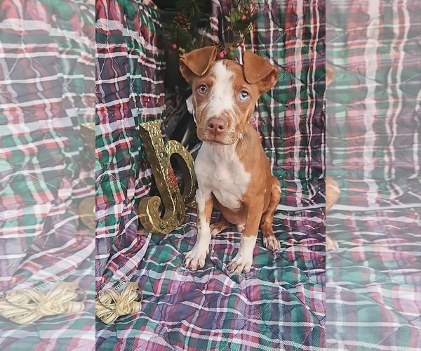 Medium Photo #4 Dachshund-Vizsla Mix Puppy For Sale in Wakefield, RI, USA