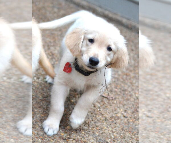 Medium Photo #2 Golden Retriever Puppy For Sale in Germanton, TN, USA
