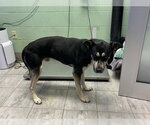 Small German Shepherd Dog Mix