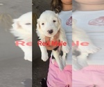 Small Photo #24 English Shepherd Puppy For Sale in NEW CASTLE, IN, USA