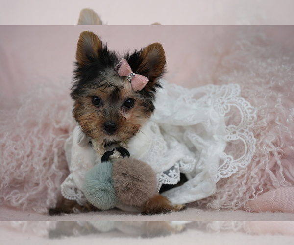 Medium Photo #3 Yorkshire Terrier Puppy For Sale in PEMBROKE PINES, FL, USA