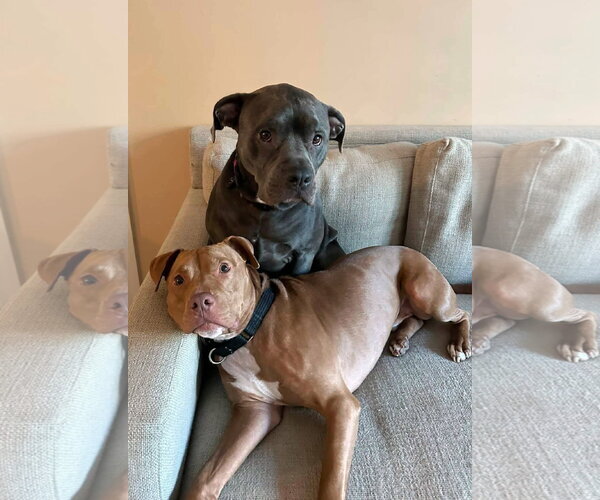 Medium Photo #5 American Pit Bull Terrier Puppy For Sale in Matawan, NJ, USA