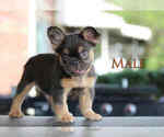 Small #2 French Bulldog