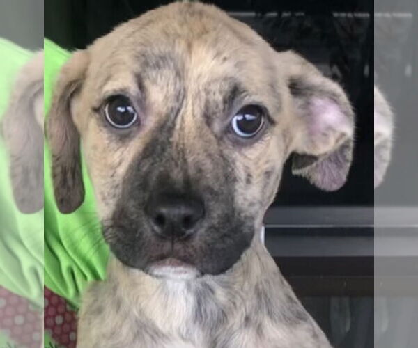 Medium Photo #3 Mutt Puppy For Sale in Royal Palm Beach, FL, USA