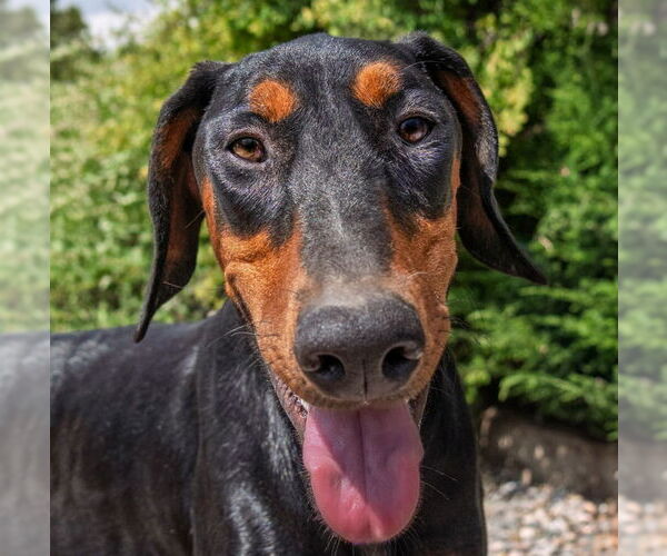 Medium Photo #3 Doberman Pinscher Puppy For Sale in Albuquerque, NM, USA