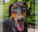 Small #2 Doberman Pinscher