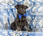 Small Photo #3 Labrador Retriever-Siberian Husky Mix Puppy For Sale in LINCOLN UNIV, PA, USA