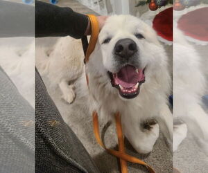 Great Pyrenees-Unknown Mix Dogs for adoption in Clarkston, MI, USA