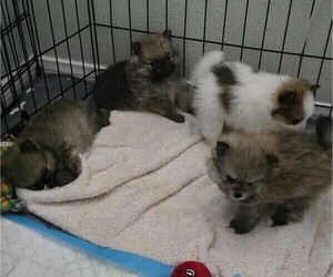 Pomeranian Puppy for Sale in MENIFEE, California USA