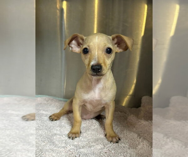 Medium Photo #2 Chihuahua-Unknown Mix Puppy For Sale in Oak Bluffs, MA, USA