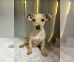 Small #1 Chihuahua Mix