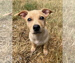 Small #6 Chiweenie