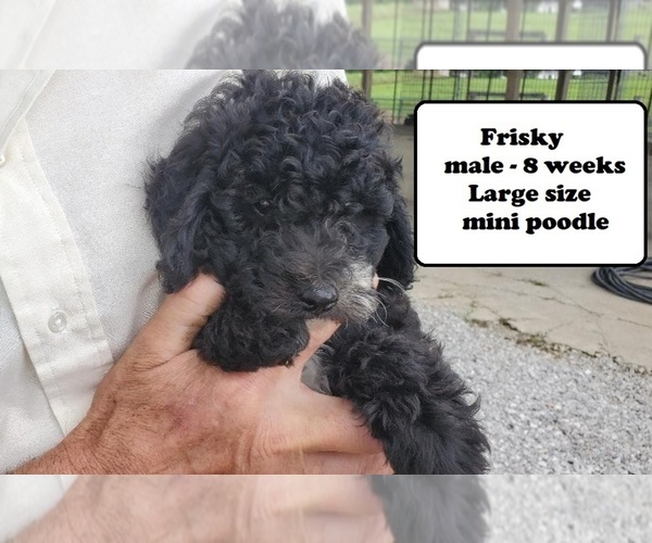 Medium Photo #2 Poodle (Miniature) Puppy For Sale in CLARKRANGE, TN, USA