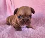 Small Photo #5 French Bulldog Puppy For Sale in LAS VEGAS, NV, USA