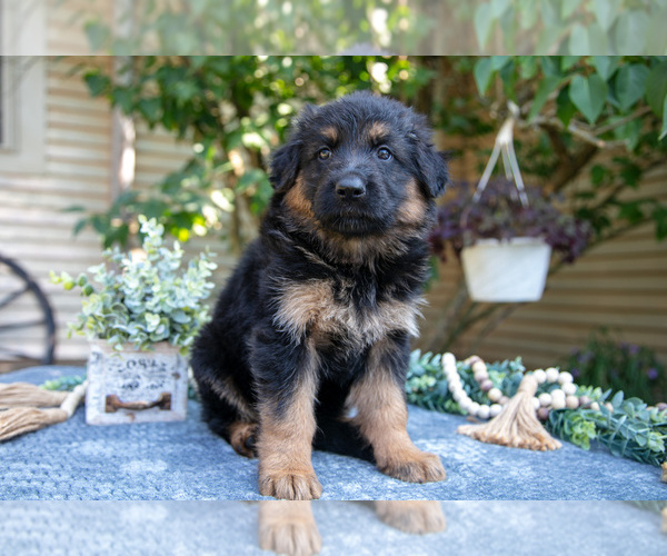 Medium Photo #2 German Shepherd Dog Puppy For Sale in MANTON, MI, USA