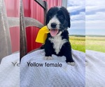 Small #11 Bernedoodle