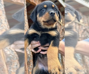 Rottweiler Puppy for sale in CASCADE, MT, USA