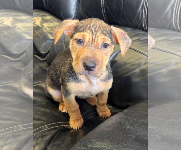 Medium Photo #3 Mutt Puppy For Sale in Cliffwood, NJ, USA