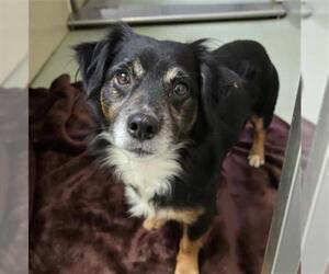 Australian Shepherd-Dachshund Mix Dogs for adoption in Placerville, CA, USA