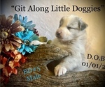Small Photo #9 Australian Shepherd Puppy For Sale in BLACKSBURG, VA, USA