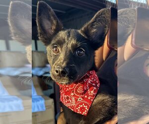 Australian Kelpie-Chihuahua Mix Dogs for adoption in Phoenix, AZ, USA
