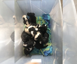 Bernedoodle Litter for sale in BURKESVILLE, KY, USA