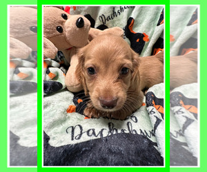 Dachshund Puppy for sale in BENNINGTON, OK, USA