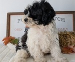 Small Photo #79 ShihPoo Puppy For Sale in GOSHEN, IN, USA