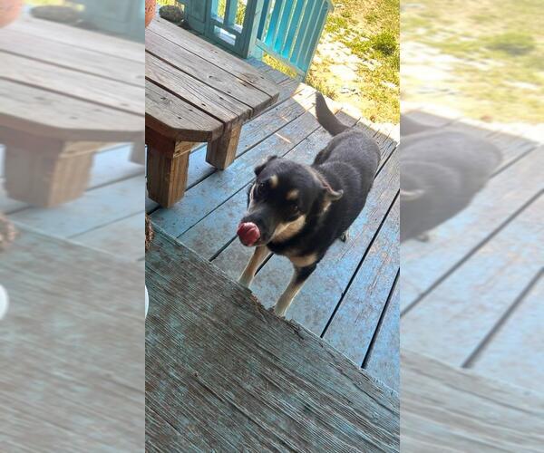 Medium Photo #2 German Shepherd Dog-Unknown Mix Puppy For Sale in Chama, NM, USA
